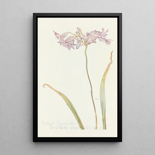 Margaret Armstrong - Indian Hyacinth.webp