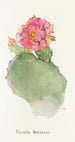Opuntia basilaris - Margaret Armstrong — vy av konstverket