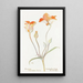 Tulipe mariposa orange - Margaret Armstrong — inramlat konstverk på väggen
