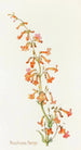 Penstemon Parryi - Margaret Armstrong — vy av konstverket