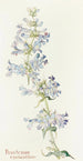 Penstemon cyananthus - Margaret Armstrong — vy av konstverket