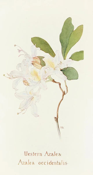 Margaret Armstrong - Western Azalea.webp