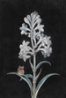 Jacinthe blanche - Margaretha Barbara Dietzsch — vy av konstverket