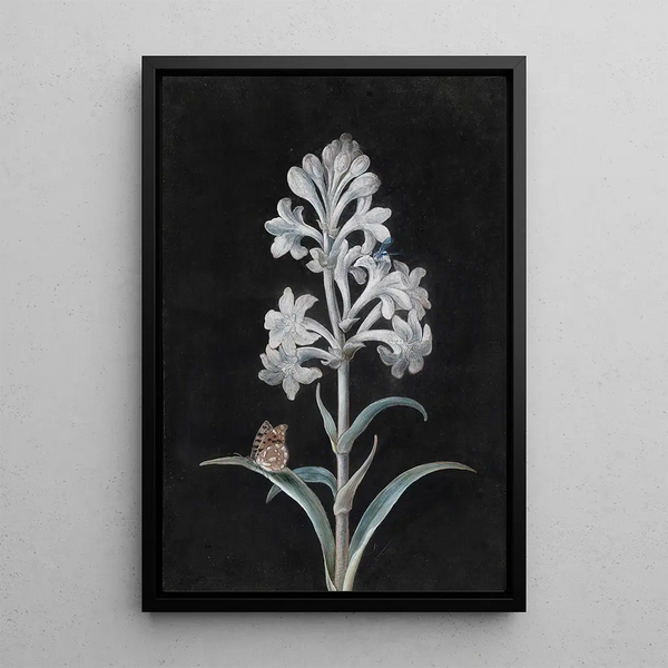 Margaretha Barbara Dietzsch - Weie Hyacinthe.webp