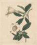 Calice de vigne - Maria Katharina Prestel — vy av konstverket