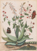 fjärilar, en orm och en sköldpadda runt en blommande agave - Maria Moninckx — vy av konstverket