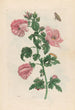 Althéa - Maria Sibylla Merian — vy av konstverket
