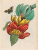 Banane - Maria Sibylla Merian — vy av konstverket
