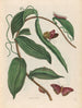 Vanille - Maria Sibylla Merian — vy av konstverket