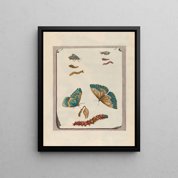 Maria Sibylla Merian - Blue butterflies.webp