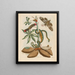 Manioc - Maria Sibylla Merian — inramlat konstverk på väggen