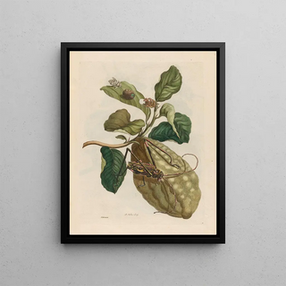 Maria Sibylla Merian - Citronier.webp