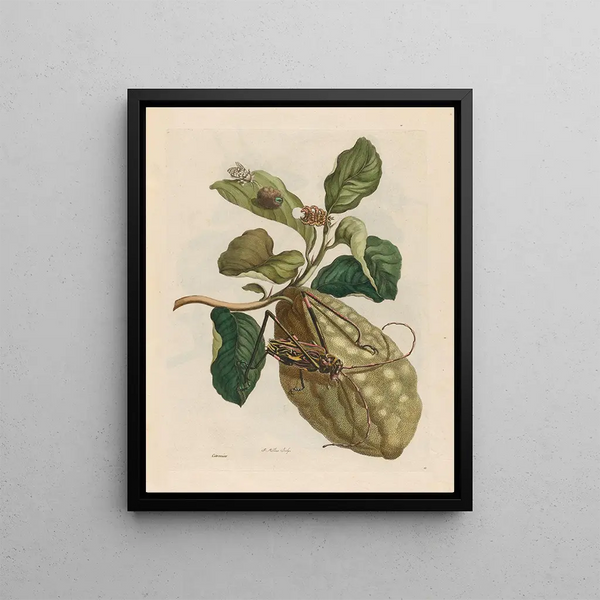 Maria Sibylla Merian - Citronier.webp
