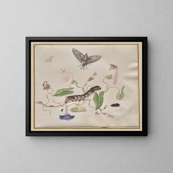 Convolvulus och metamorfos av sfinxen från blåklocka - Maria Sibylla Merian — inramlat konstverk på väggen