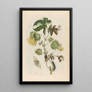 Maria Sibylla Merian - Cotonier.webp