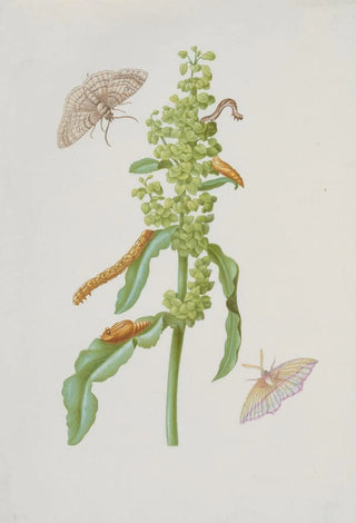 Maria Sibylla Merian - Curly Dock with Metamorphoses of the Small Engrailed and the BloodVein.webp