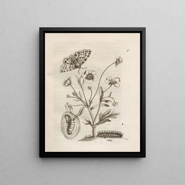Maria Sibylla Merian - Der Raupen wunderbare Verwandelung und sonderbare BlumenNahrung Pl007.webp