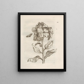 Maria Sibylla Merian - Der Raupen wunderbare Verwandelung und sonderbare BlumenNahrung Pl013.webp