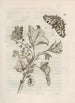 La merveilleuse transformation des chenilles et leur étrange nourriture florale Pl015 - Maria Sibylla Merian — vy av konstverket