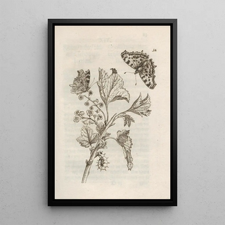 Maria Sibylla Merian - Der Raupen wunderbare Verwandelung und sonderbare BlumenNahrung Pl015.webp