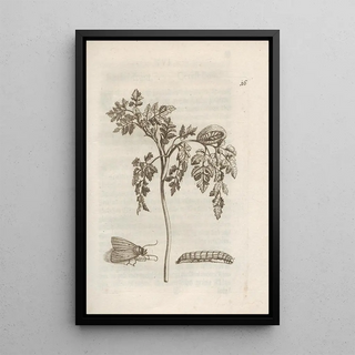 Maria Sibylla Merian - Der Raupen wunderbare Verwandelung und sonderbare BlumenNahrung Pl017.webp