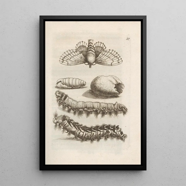 La merveilleuse transformation des chenilles et leur étrange nourriture florale Pl018 - Maria Sibylla Merian — inramlat konstverk på väggen