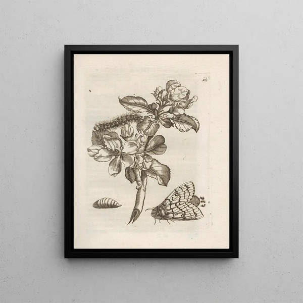 Maria Sibylla Merian - Der Raupen wunderbare Verwandelung und sonderbare BlumenNahrung Pl019.webp