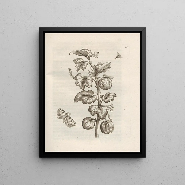 Maria Sibylla Merian - Der Raupen wunderbare Verwandelung und sonderbare BlumenNahrung Pl026.webp