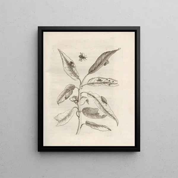 Maria Sibylla Merian - Der Raupen wunderbare Verwandelung und sonderbare BlumenNahrung Pl028.webp