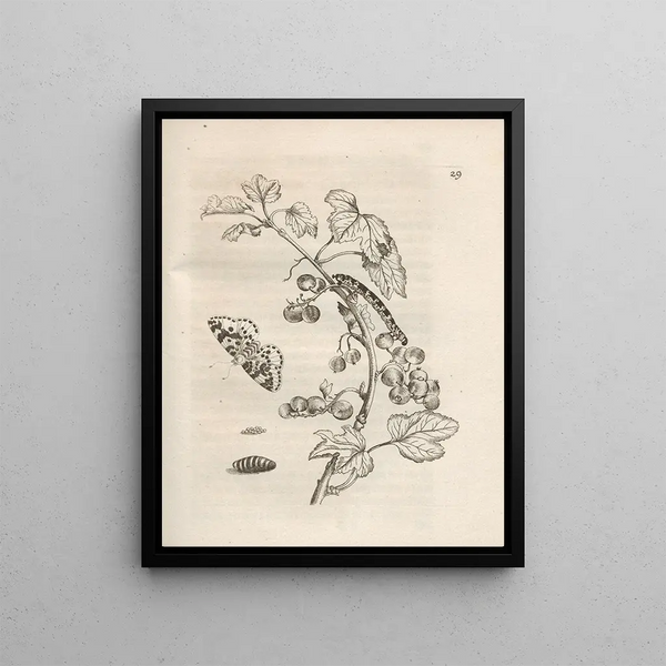 Maria Sibylla Merian - Der Raupen wunderbare Verwandelung und sonderbare BlumenNahrung Pl030.webp