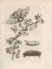 La transformation miraculeuse des chenilles et l'étrange nourriture des fleurs Pl032 - Maria Sibylla Merian — vy av konstverket