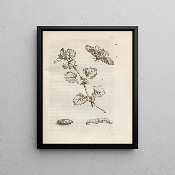 Maria Sibylla Merian - Der Raupen wunderbare Verwandelung und sonderbare BlumenNahrung Pl035.webp