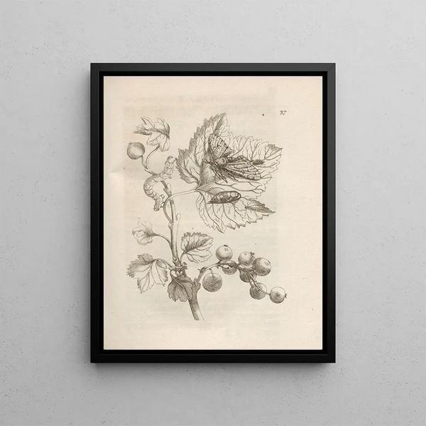 Maria Sibylla Merian - Der Raupen wunderbare Verwandelung und sonderbare BlumenNahrung Pl038.webp
