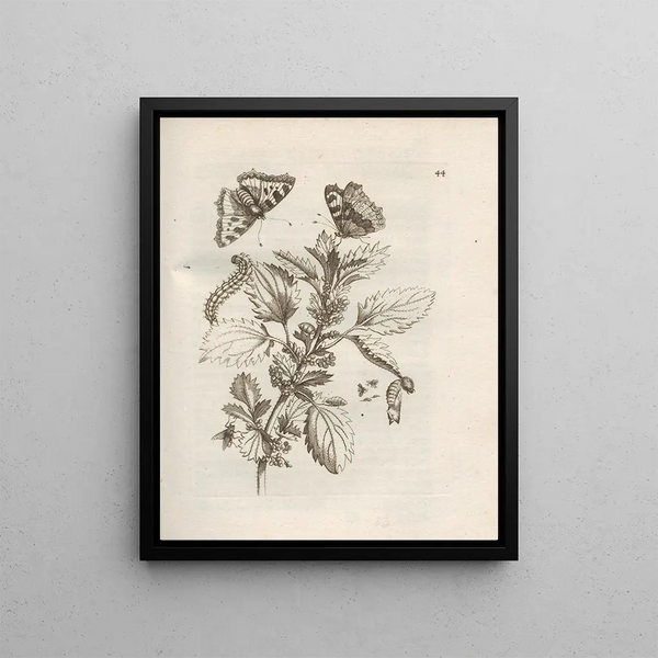 Maria Sibylla Merian - Der Raupen wunderbare Verwandelung und sonderbare BlumenNahrung Pl045.webp