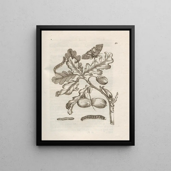 Maria Sibylla Merian - Der Raupen wunderbare Verwandelung und sonderbare BlumenNahrung Pl051.webp