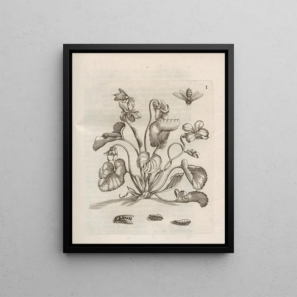 Maria Sibylla Merian - Der Raupen wunderbare Verwandelung und sonderbare BlumenNahrung Pl052.webp