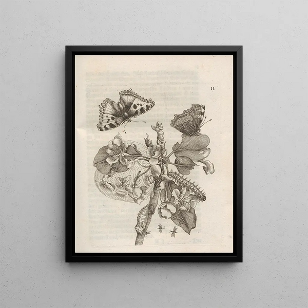 Maria Sibylla Merian - Der Raupen wunderbare Verwandelung und sonderbare BlumenNahrung Pl053.webp
