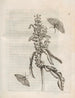 La transformation miraculeuse des chenilles et l'étrange nourriture des fleurs Pl056 - Maria Sibylla Merian — vy av konstverket