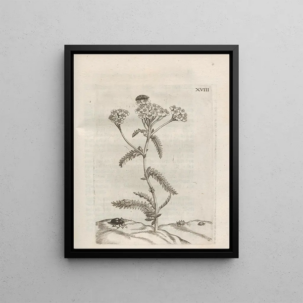 Maria Sibylla Merian - Der Raupen wunderbare Verwandelung und sonderbare BlumenNahrung Pl069.webp