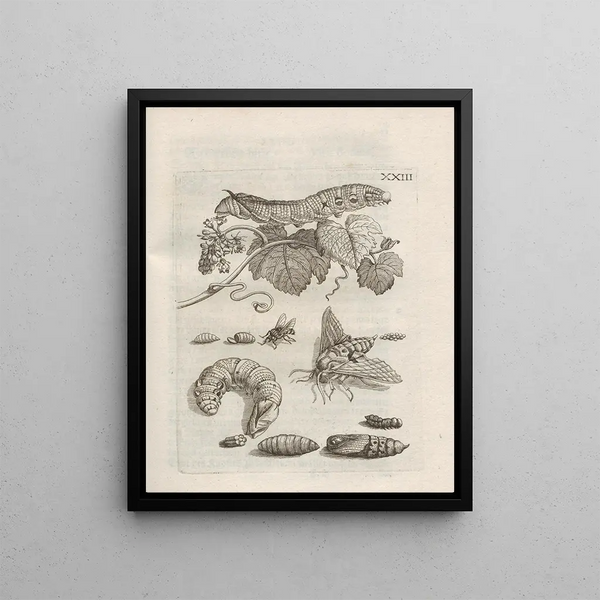 Maria Sibylla Merian - Der Raupen wunderbare Verwandelung und sonderbare BlumenNahrung Pl074.webp