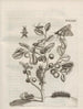 Den mirakulösa förvandlingen av larver och de märkliga blomnäringarna Pl085 - Maria Sibylla Merian — vy av konstverket