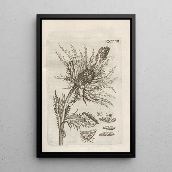 La merveilleuse transformation des chenilles et leur étrange nourriture florale Pl089 - Maria Sibylla Merian — inramlat konstverk på väggen