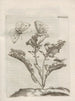 Den mirakulösa förvandlingen av larver och de märkliga blommornas föda Pl090 - Maria Sibylla Merian — vy av konstverket