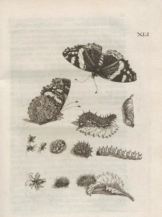 Maria Sibylla Merian - Der Raupen wunderbare Verwandelung und sonderbare BlumenNahrung Pl092.webp