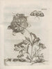 La transformation miraculeuse des chenilles et l'étrange nourriture des fleurs Pl098 - Maria Sibylla Merian — vy av konstverket