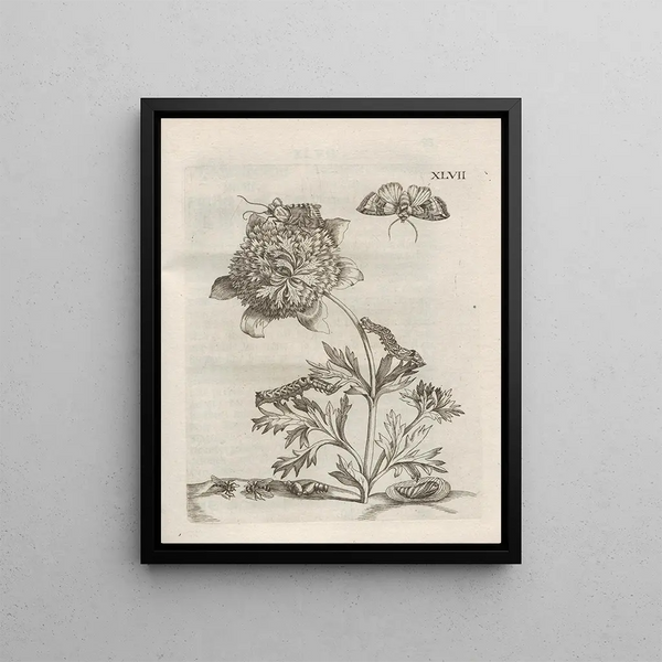 Maria Sibylla Merian - Der Raupen wunderbare Verwandelung und sonderbare BlumenNahrung Pl098.webp