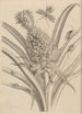 Dissertation sur la génération et les métamorphoses des insectes du Surinam Pl01 - Maria Sibylla Merian — vy av konstverket
