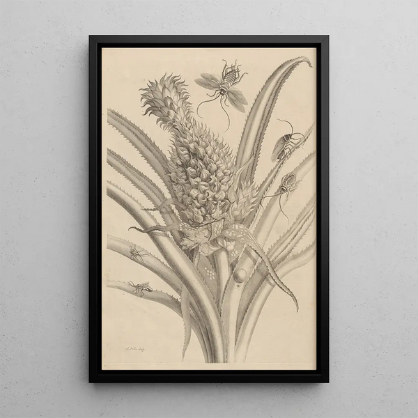 Dissertation sur la génération et les métamorphoses des insectes du Surinam Pl01 - Maria Sibylla Merian — inramlat konstverk på väggen