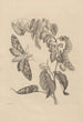 Dissertation sur la génération et les métamorphoses des insectes du Surinam Pl03 - Maria Sibylla Merian — vy av konstverket