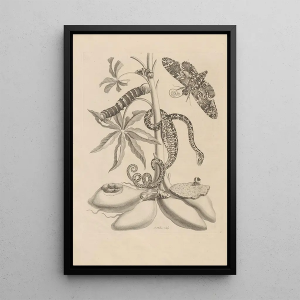 Dissertation sur la génération et les métamorphoses des insectes du Surinam Pl05 - Maria Sibylla Merian — inramlat konstverk på väggen